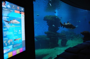 Применение информационных сенсорных киосков в аквариумах